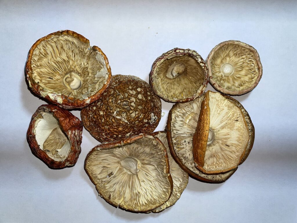 dried-porcini-mushrooms